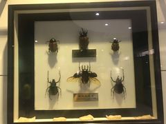 -上海昆虫博物馆
