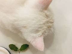 -飞行喵MR PILOT|猫舍·猫咖(静安大融城店)