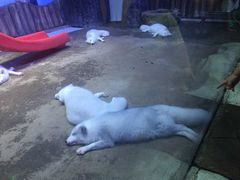 -芜湖新华联大白鲸海洋公园