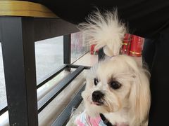 -艾贝尔宠物医院 ·中兽医·宠保定点(北门桥店)