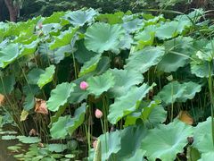 -陈家山荷花公园