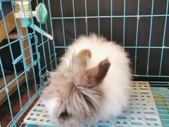 -志龙皇冠吃货椰子铺