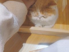 -滚猫咖啡·猫咖·猫友好撸猫(未来城店)