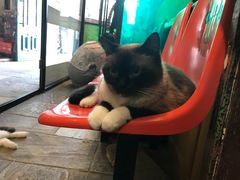 -猫咪博物馆(顶澳仔猫街店)