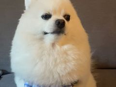 -嘉馨宠物医院·CT影像转诊·心脏科·犬猫全科诊疗中心(下沙大学城院区)