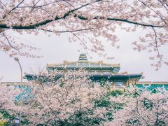 -武汉大学-樱园