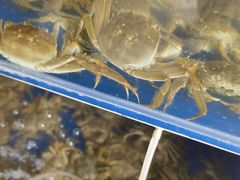 -阳澄湖大闸蟹·琼灵阁牌品牌连锁(吴中总店)