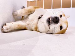 -柴务处·柴犬主题狗咖