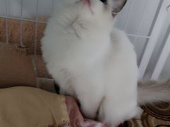 -Bastet sally猫舍购宠(静安店)