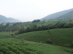 -帐篷客·溪龙茶谷度假酒店