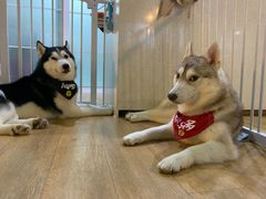 -Husky Go! 哈士奇体验馆·宠物咖啡厅狗咖