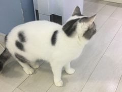 -喵的天空名猫咖啡馆·撸猫·猫舍·用品