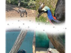 -沈阳森林动物园