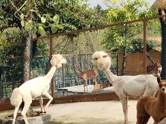 -佛冈森波拉度假区