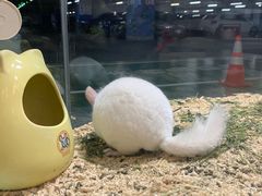 -宠物世家(仲盛世界商城店)