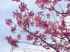 -顾村公园