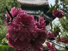 -颐和园