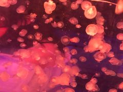 -深圳龙华星河COCO City(民治店)