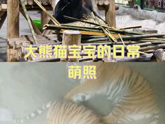 -栾川竹海野生动物园