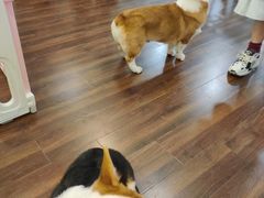 -柯斗斗主题餐厅·狗咖·围炉煮茶·茶饮(国瑞升平里店)