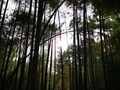 -西湖风景区十里琅珰-五云山