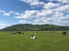 -额尔古纳黑山头绿野马帮骑马场