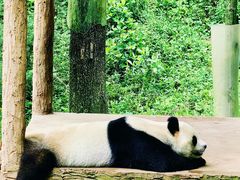 -中国大熊猫保护研究中心雅安碧峰峡基地