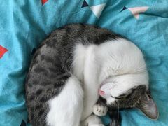 -瑞鹏宠物医院·骨科·猫科·内科(第一中心)
