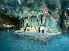 景观位-帝企鹅自助餐厅•儿童岛•真企鹅(长隆企鹅酒店)