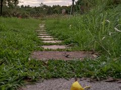 -福田红树林生态公园