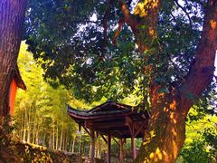 -杨家堂村