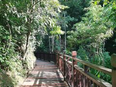 -西双版纳原始森林公园
