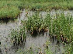 -野鸭湖国家湿地公园