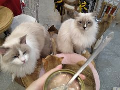 -共舞时光猫咖·狗咖(新街口店)