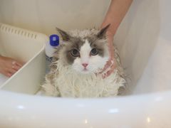 -momokira米努特·德文卷毛猫·棉花面纱犬