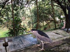 -吉隆坡雀鸟公园