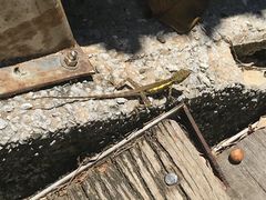 -鹅銮鼻灯塔