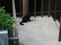 小黑喵-卡伦普纳卡度假村