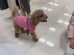 -帕帕拉兹宠物(亚洲旗舰店)