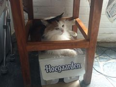 傲娇的喵-Anne猫窝咖啡屋