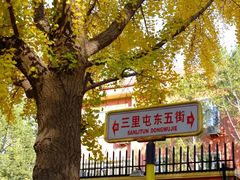 -三里屯东五街银杏大道