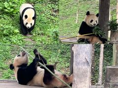 -中国大熊猫保护研究中心雅安碧峰峡基地