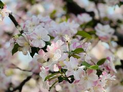 -海棠花溪(元大都城垣遗址公园)