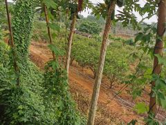 -侯臣咖啡文化村