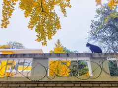 -三里屯东五街银杏大道