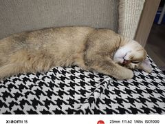 -艾吉宠物医院·疑难杂症转诊中心·猫友好(碧江路院)