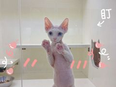 -十年猫舍·猫咪专门店(普陀店)