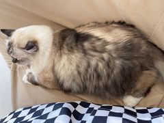 -怪兽屋·羊驼·猫咖·狗咖(俊华广场店)