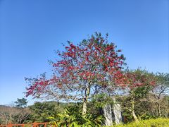 -广州市石门国家森林公园