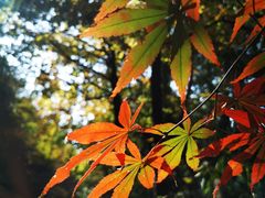 -宝岩生态观光园